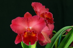 Rhyncholaeliocattleya Cherry Ripe Angela AM/AOS 80 pts.